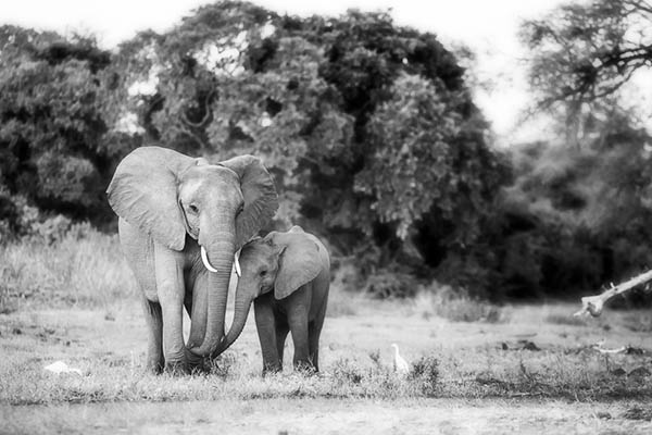 baby elephant and mother